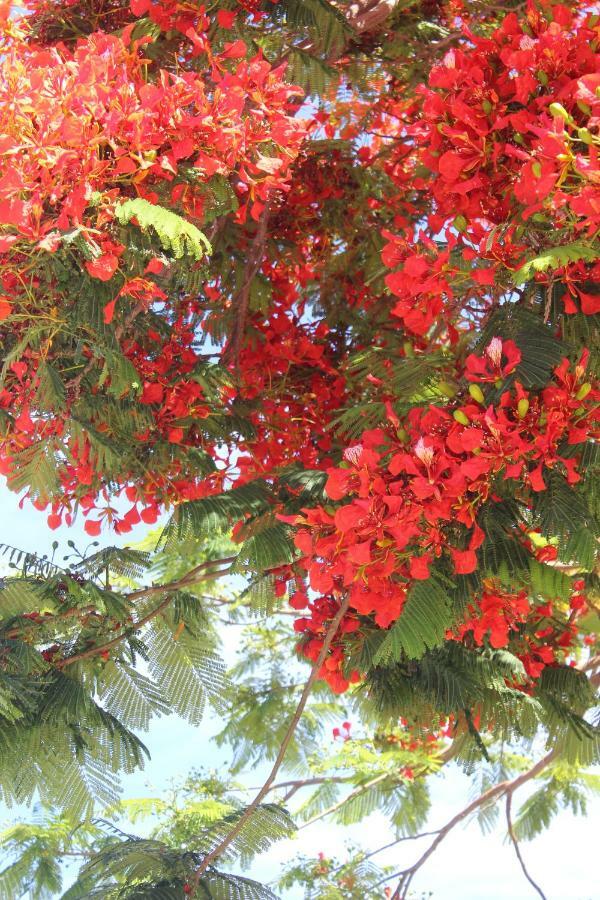 Jardines Canarios Los Cristianos  Exteriör bild
